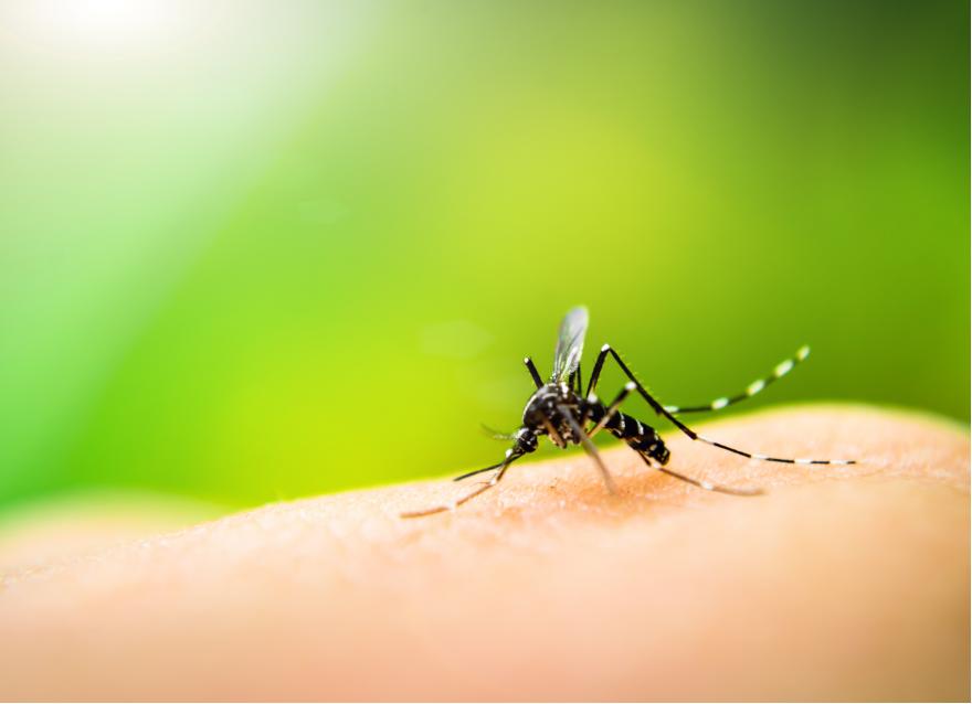 蚊子更“青睞”糖尿病患者嗎？糖友被蚊子叮了為什么不能撓？