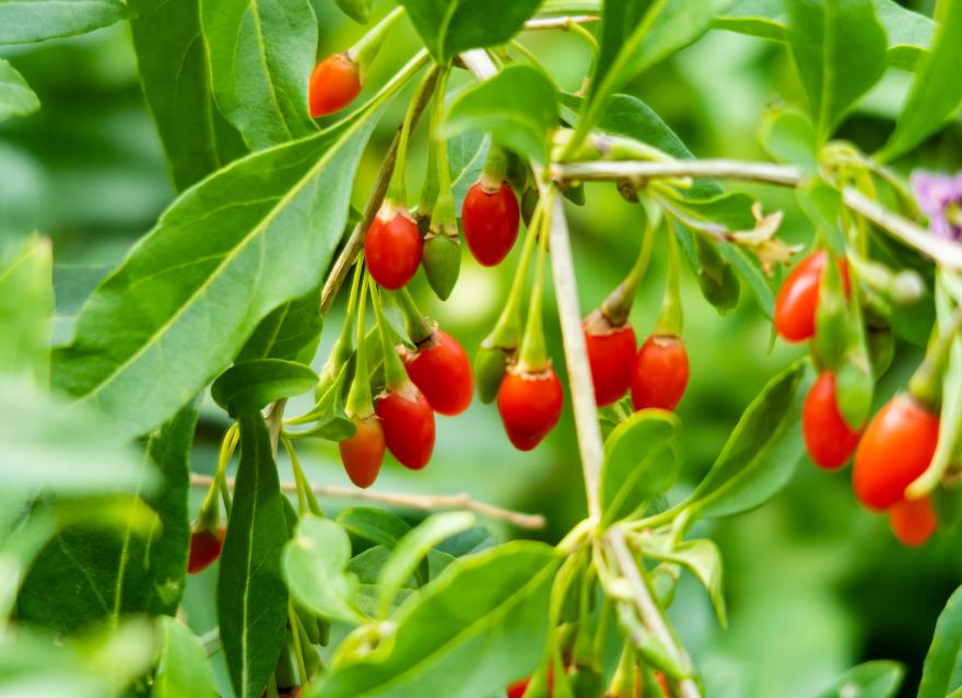 紅果果，綠桿桿，吃完一起降糖糖